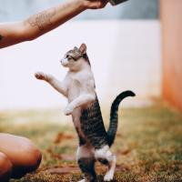 Cat Nutrition