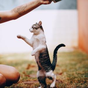 Cat Nutrition