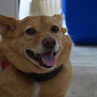 Dog Nutrition