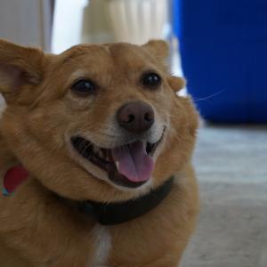 Dog Nutrition