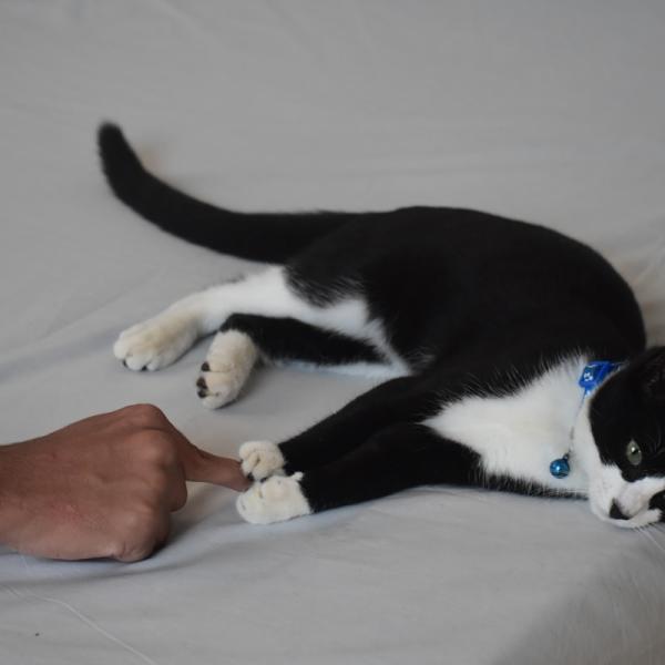Feline Wellness Range